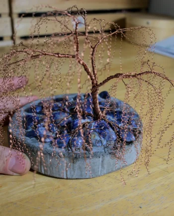 Heather's Bonsai